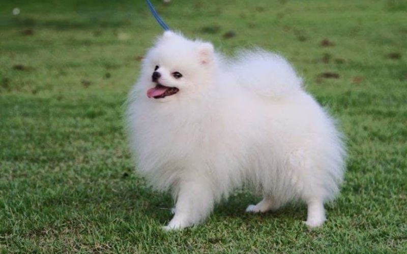 ran-cho ran-cho