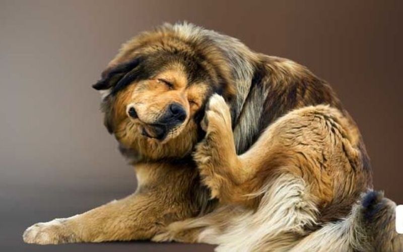 Các loại rận ở chó phổ biến - Cách điều trị tận gốc | Viết bởi Daria Tran