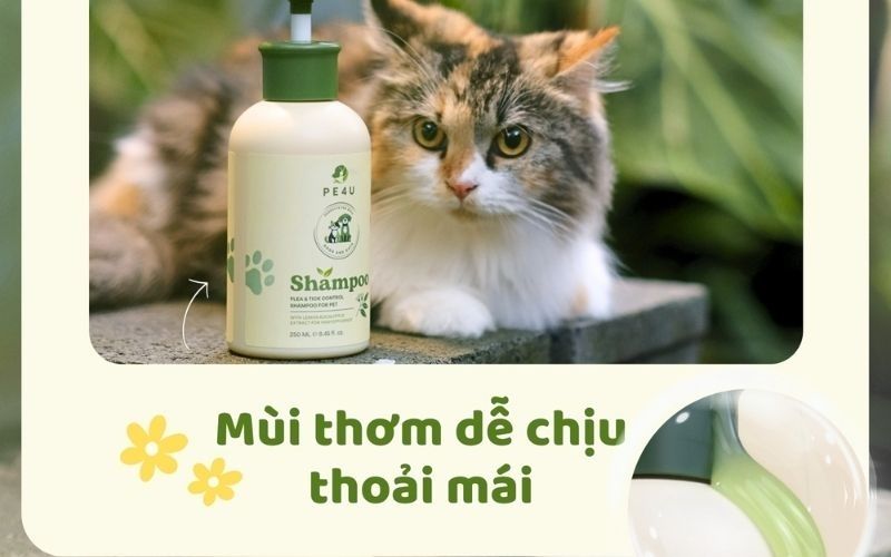 ran-cho ran-cho