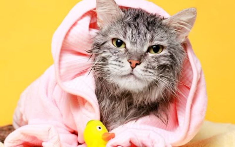 nen-tam-cho-meo-vao-gio-nao