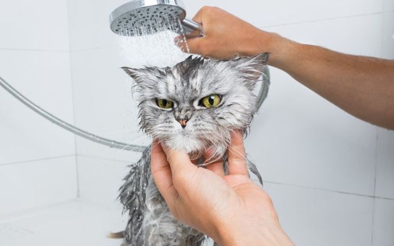 nen-tam-cho-meo-vao-gio-nao