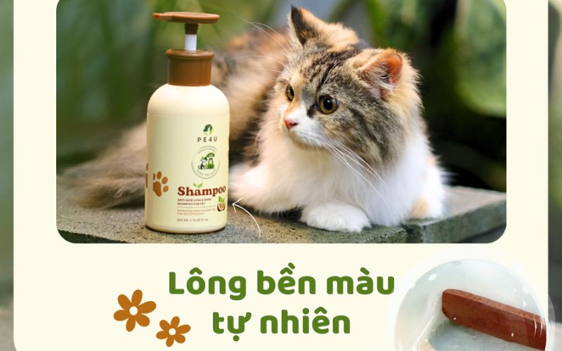 sua-tam-cho-meo sua-tam-cho-meo