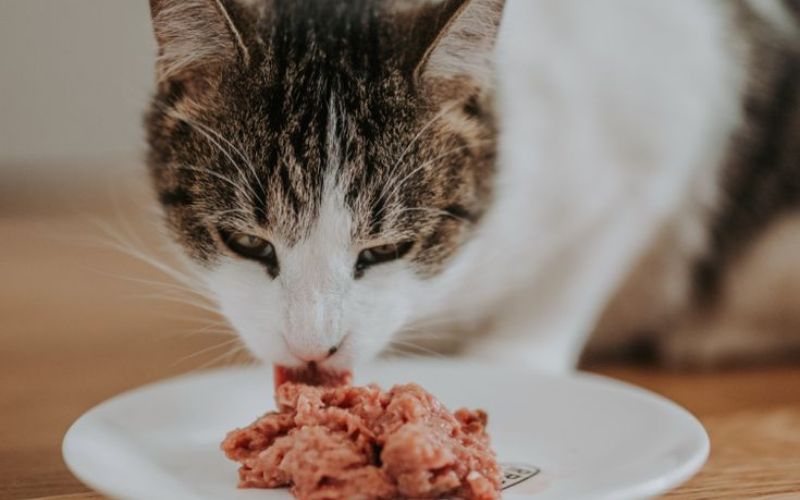 Mèo bị táo bón nên ăn gì? Top thực phẩm giúp đi tiêu dễ! - PE4U - Thương  hiệu thú cưng sắp nổi tiếng