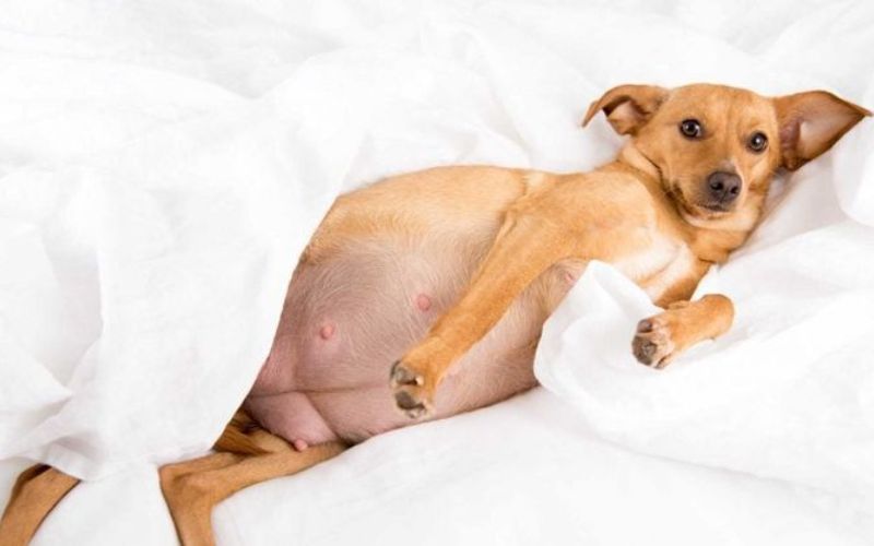 dau-hieu-cho-mang-thai-gia