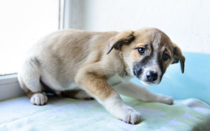 dau-hieu-cho-mang-thai-gia