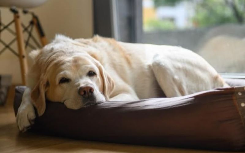 dau-hieu-cho-mang-thai-gia