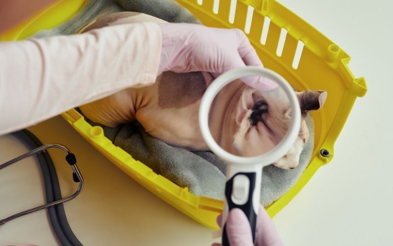 thuoc-nho-tai-cho-meo