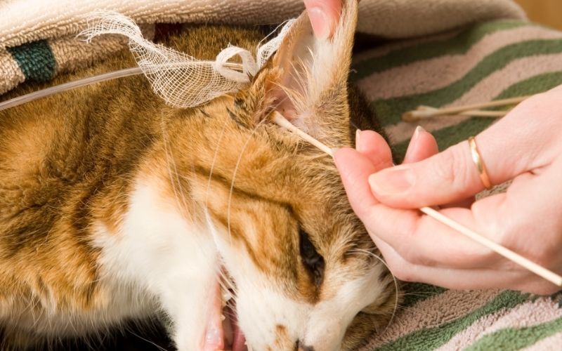 thuoc-nho-tai-cho-meo