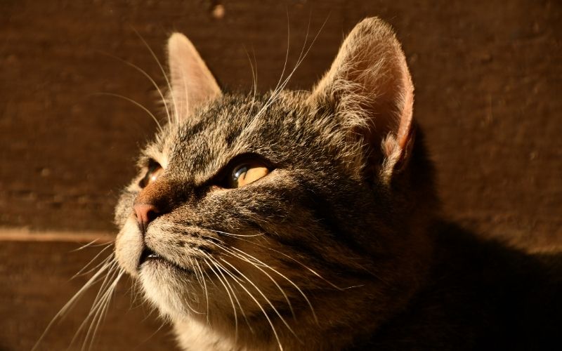 thuoc-nho-tai-cho-meo-8