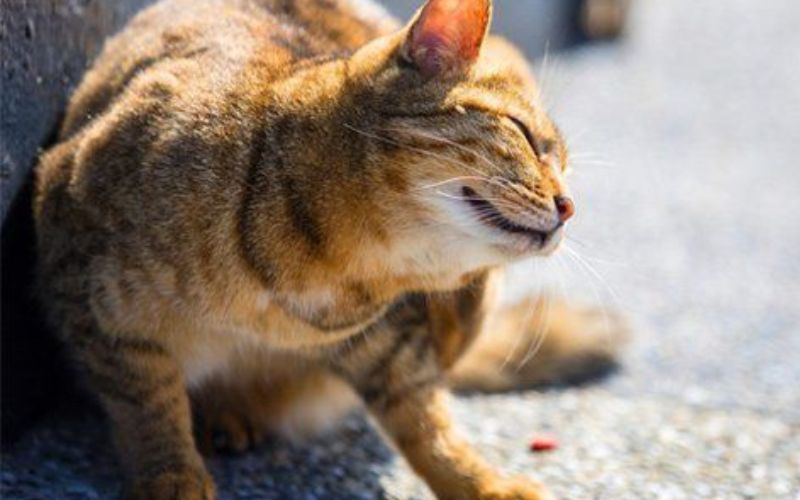 dau-hieu-meo-bi-viem-tai