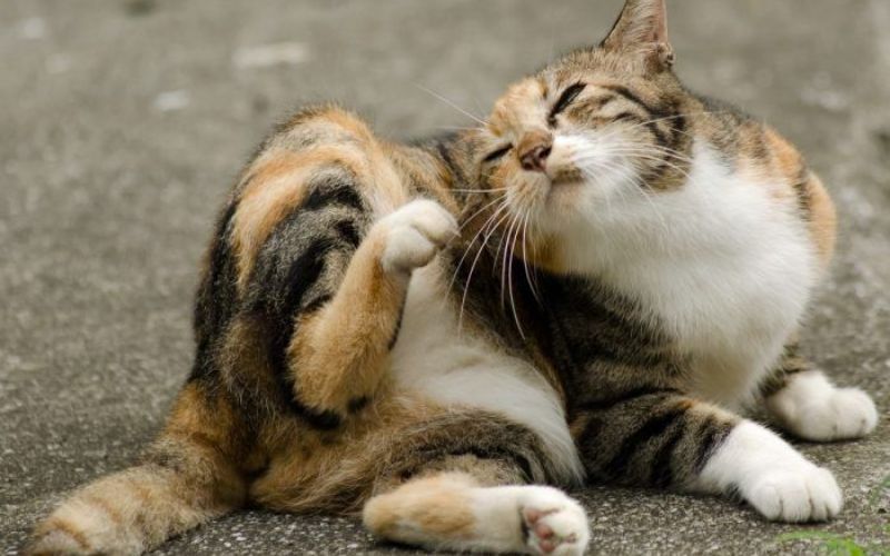 dau-hieu-meo-bi-viem-tai-3