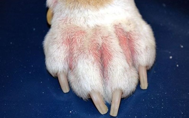 sua-tam-tri-nam-cho-cho