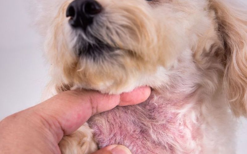 cho-bi-ngua-gai-chay-mau