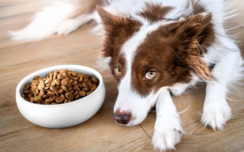 cho-bi-ngua-gai-chay-mau-1