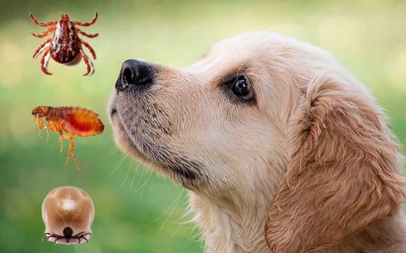 cho-bi-ngua-gai-chay-mau