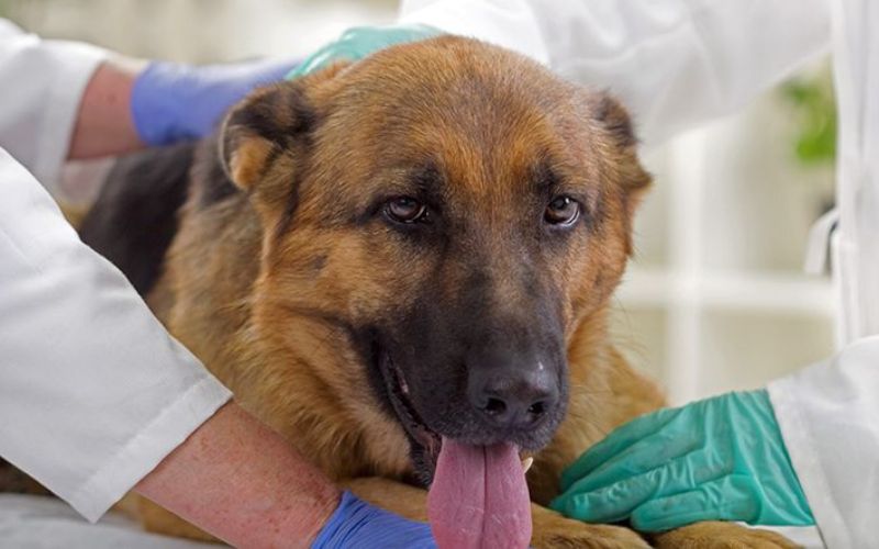 cho-bi-ngua-gai-chay-mau-5