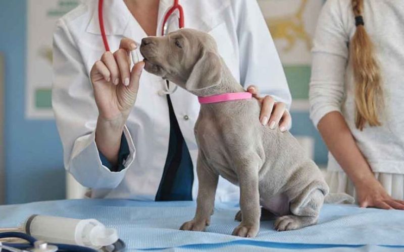 cho-bi-ngua-gai-chay-mau-5