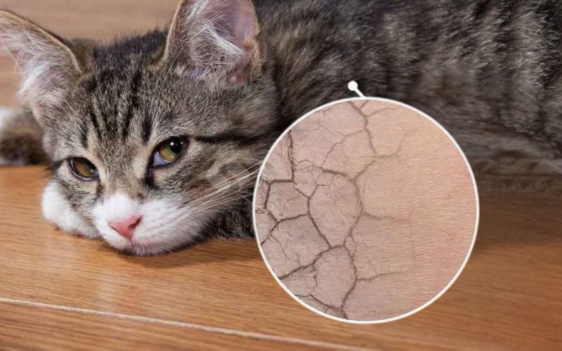 tam-nhieu-cho-meo-co-tot-khong