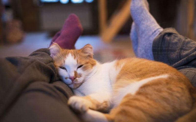 tam-nhieu-cho-meo-co-tot-khong