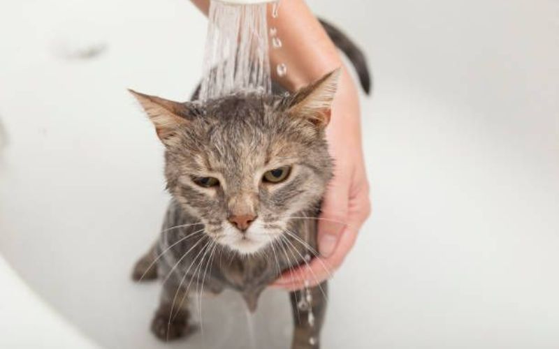 tam-nhieu-cho-meo-co-tot-khong