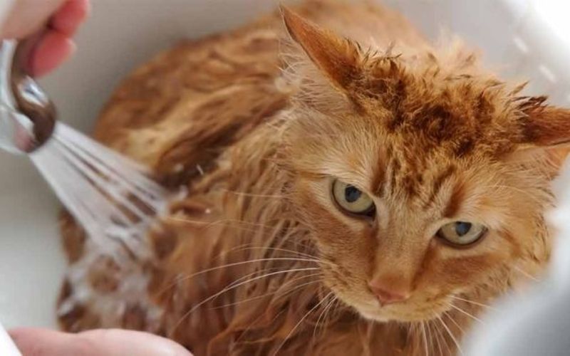 tam-nhieu-cho-meo-co-tot-khong