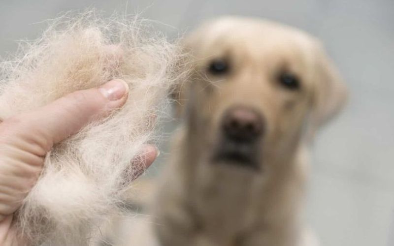 thuoc-tri-rung-long-cho