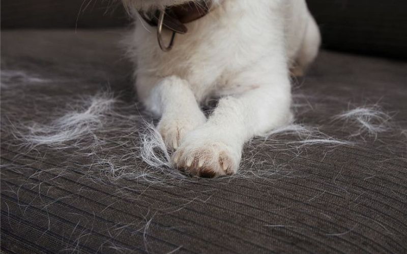 thuoc-tri-rung-long-cho