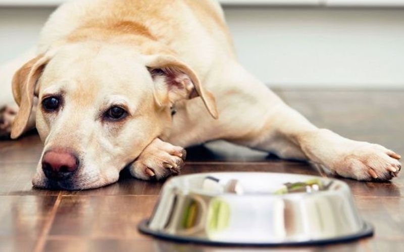 thuoc-tri-rung-long-cho-3