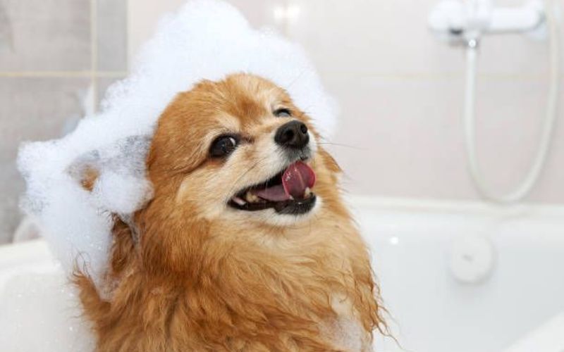 thuoc-tri-rung-long-cho-3