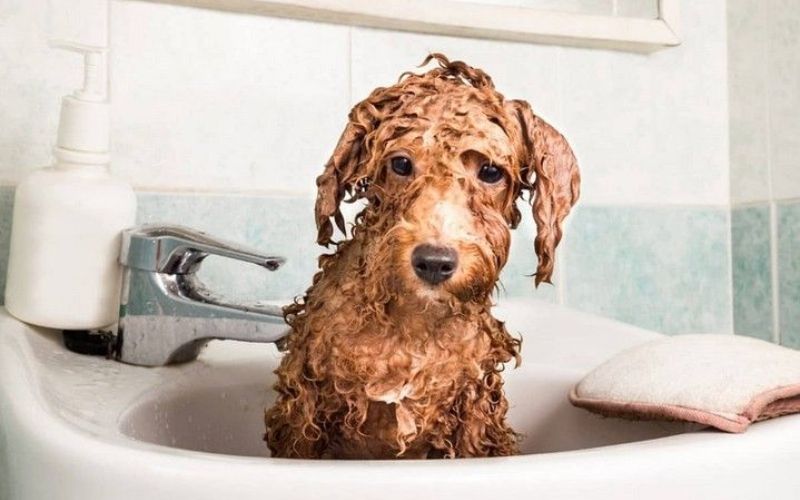 cho-poodle-bi-nam-vay-gau-