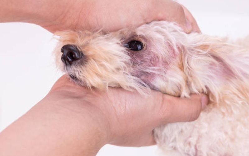 cho-poodle-bi-nam-vay-gau-