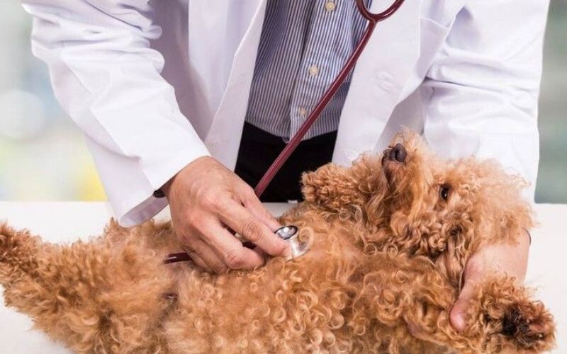 cho-poodle-bi-nam-vay-gau-