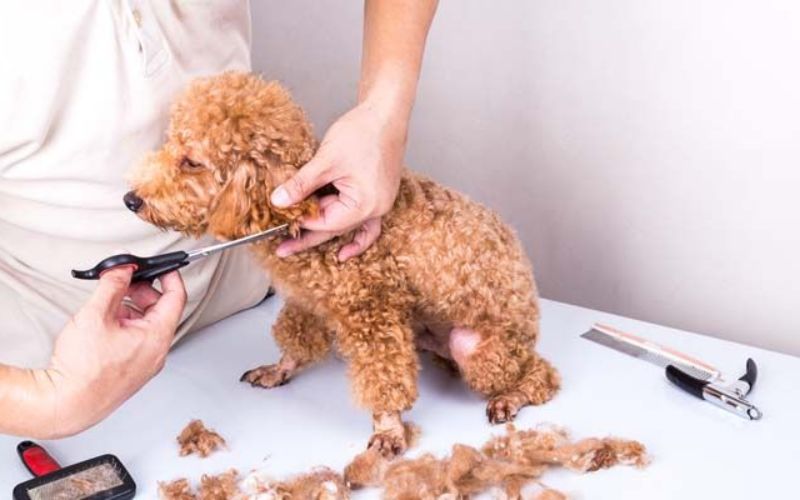 cho-poodle-bi-nam-vay-gau-