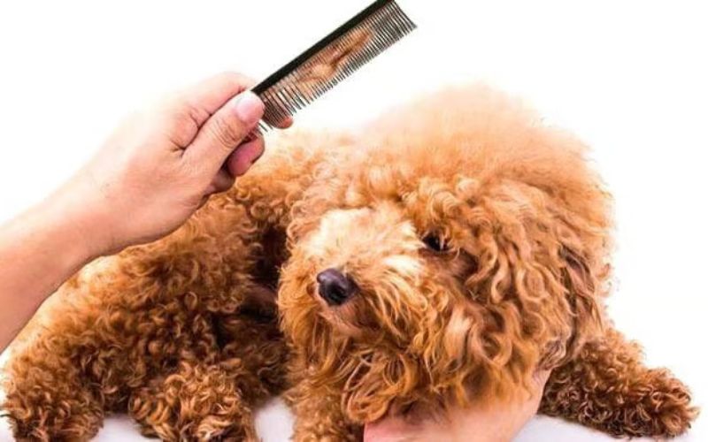 cach-lam-muot-long-cho-poodle-