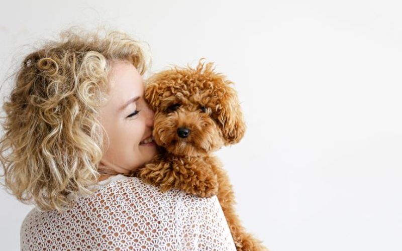 cach-lam-muot-long-cho-poodle-