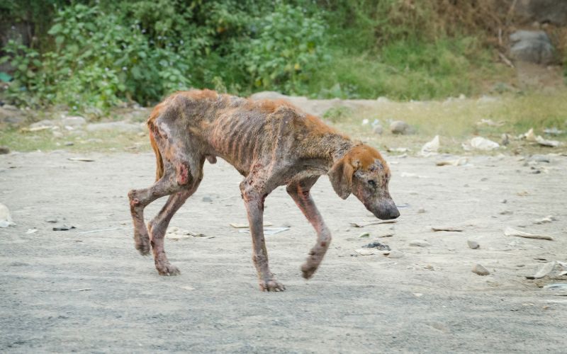 5 sai lầm khi chữa chó bị ghẻ chảy mủ nhiều người mắc phải - PE4U